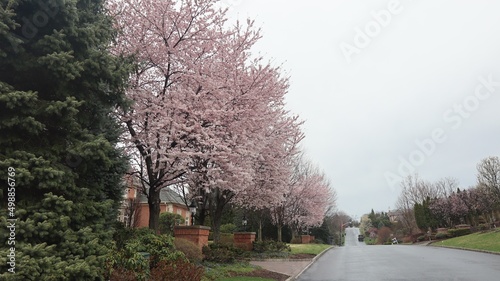 blossom trees