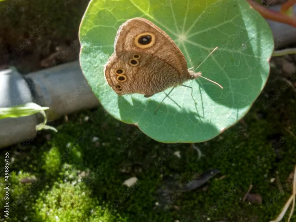 Obraz premium butterfly on a leaf