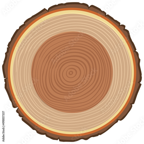 Anatomy of tree trunk
