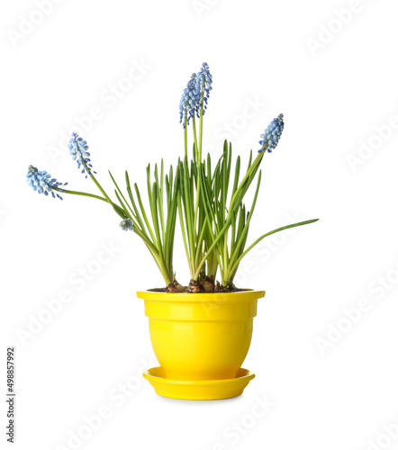 Bilde på lerret Pot with blooming grape hyacinth plant (Muscari) isolated on white