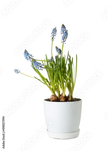 Pot with blooming grape hyacinth plant (Muscari) isolated on white