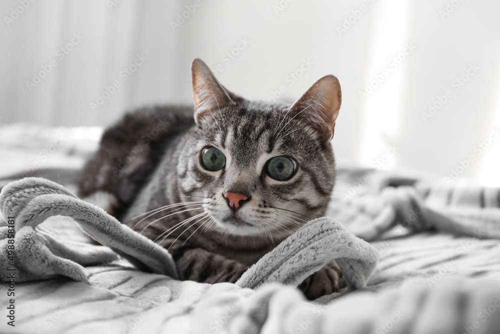 Cute grey striped cat lying on bed