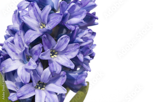 Blue hyacinth flower isolated white background. The first spring flower is blue hyacinth.