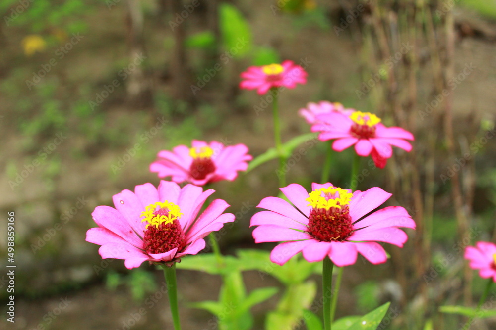 Obraz premium Zinnia flowers in the garden with blurred background