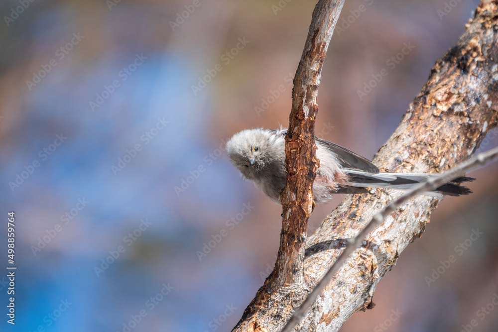European long-tailed tit, latin name Aegithalos caudatus. A bird sitting on a branch in a deciduous forest. European long-tailed tit, latin name Aegithalos caudatus. A bird sitting on a branch in a deciduous forest.