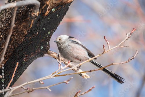 European long-tailed tit, latin name Aegithalos caudatus. A bird sitting on a branch in a deciduous forest.