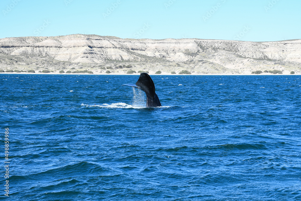 Fototapeta premium Ballena franca austral