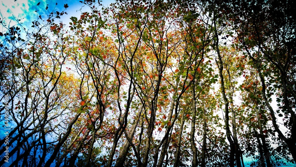 Obraz premium sunset in the forest