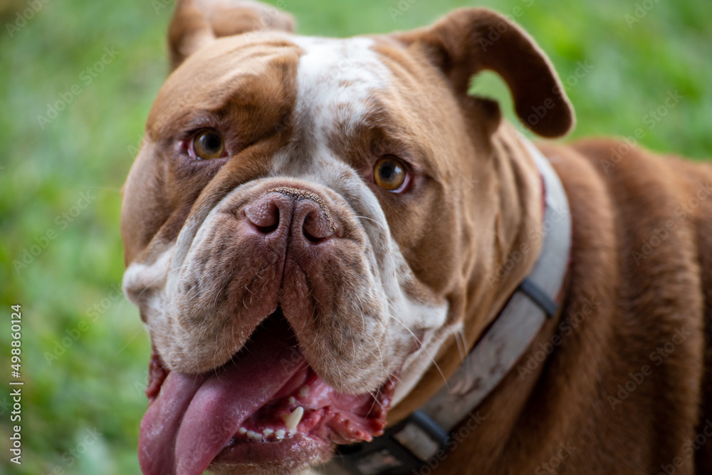 Bulldog Face with Huge Tongue Big Head Portrait Isolated