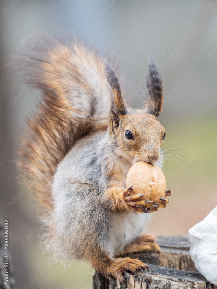 Fototapeta premium A squirrel with a nut sits on a stump in spring or summer.