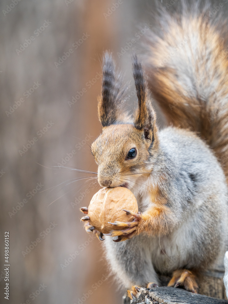 Fototapeta premium A squirrel with a nut sits on a stump in spring or summer.