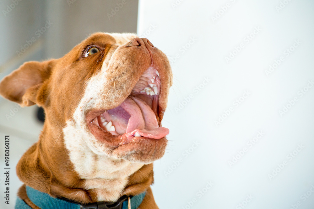Bulldog with Huge Mouth Open Showing Teeth