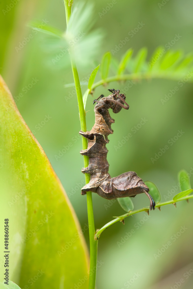 Fototapeta premium Unique Caterpillar on Plant