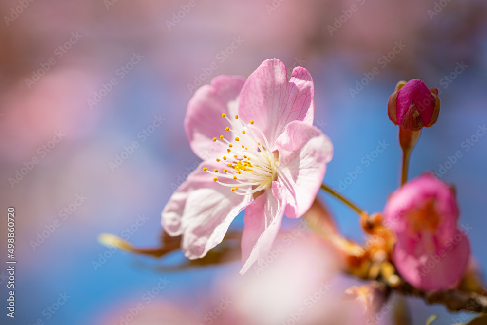 Obraz premium 河津桜の近影