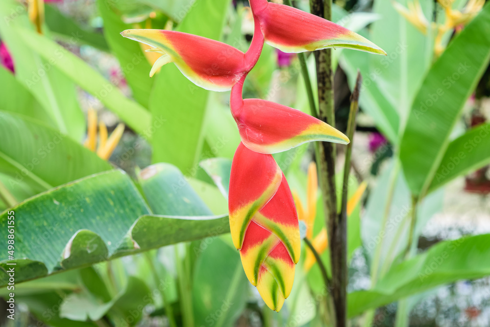 Heliconia lobster claw