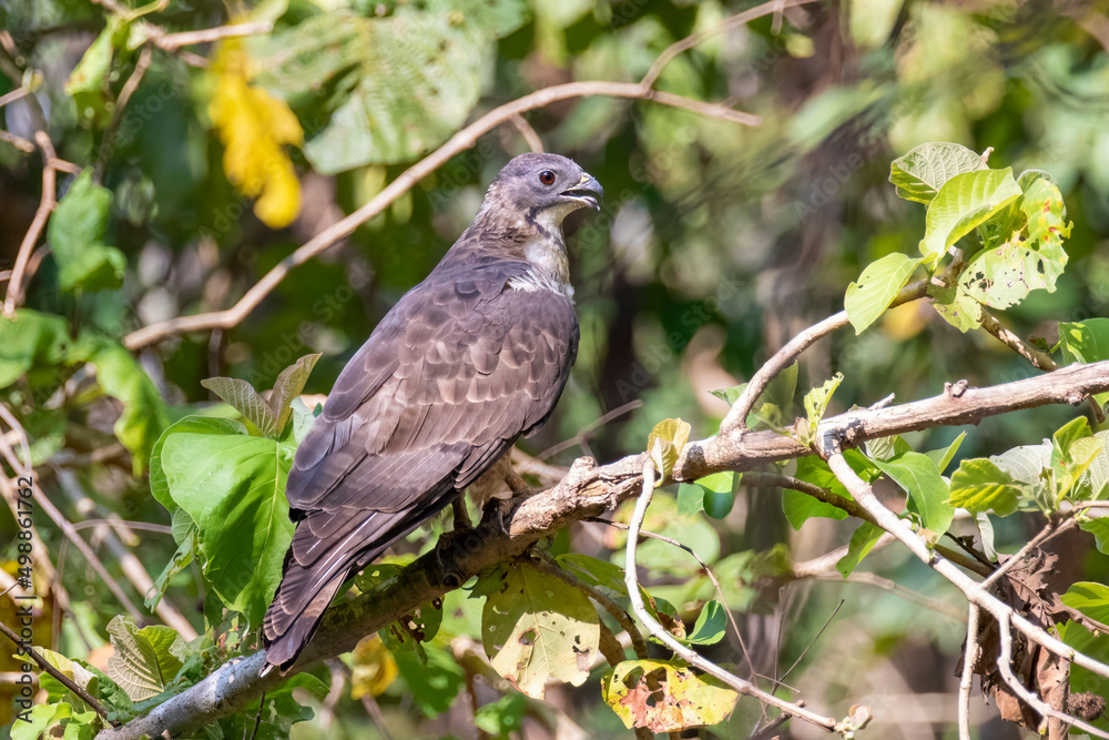 Image of oriental honey buzzard bird on a tree branch on nature background. Hawk. Animals. Image of oriental honey buzzard bird on a tree branch on nature background. Hawk. Animals.