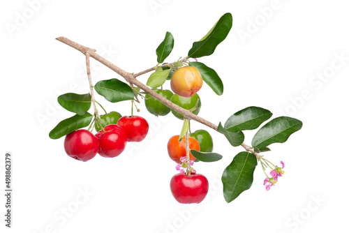Canvastavla acerola cherry with flower and green leaves