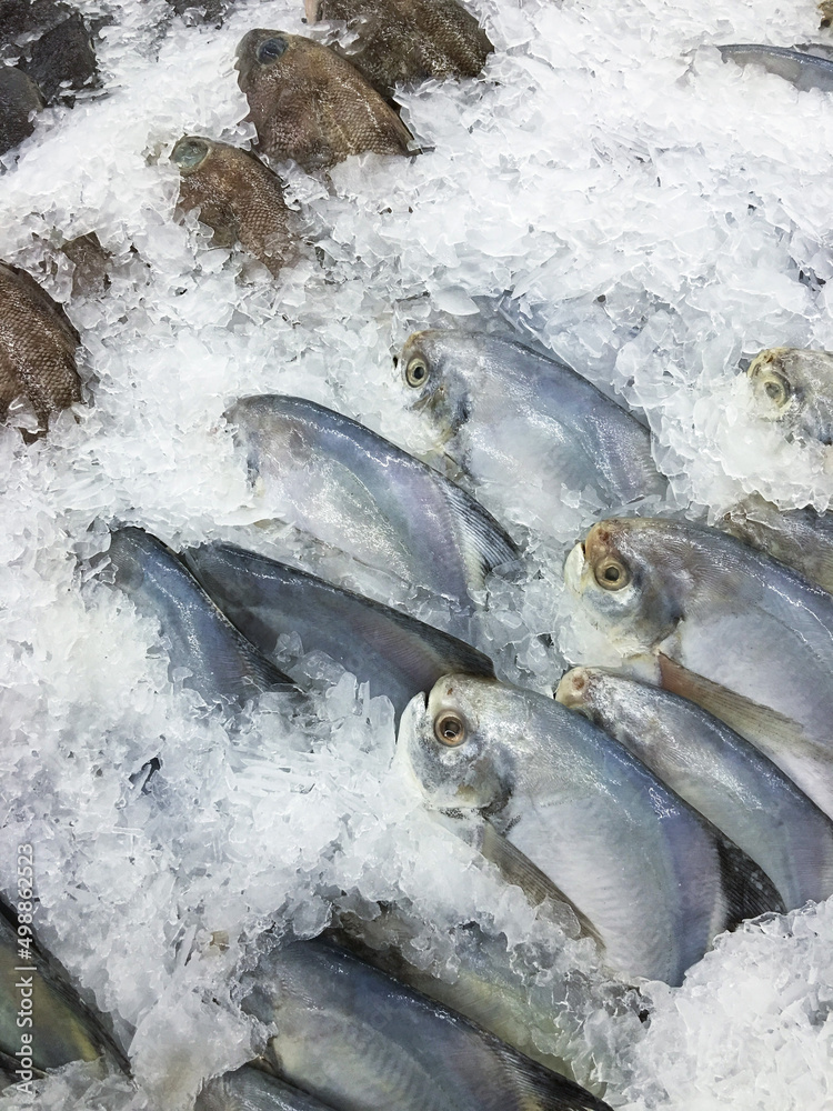 The raw fresh sea fishes (Pomfret) catch and frozen on ice sold in bazar market, Cooled background, The good cuisine material. Commercial animals product.