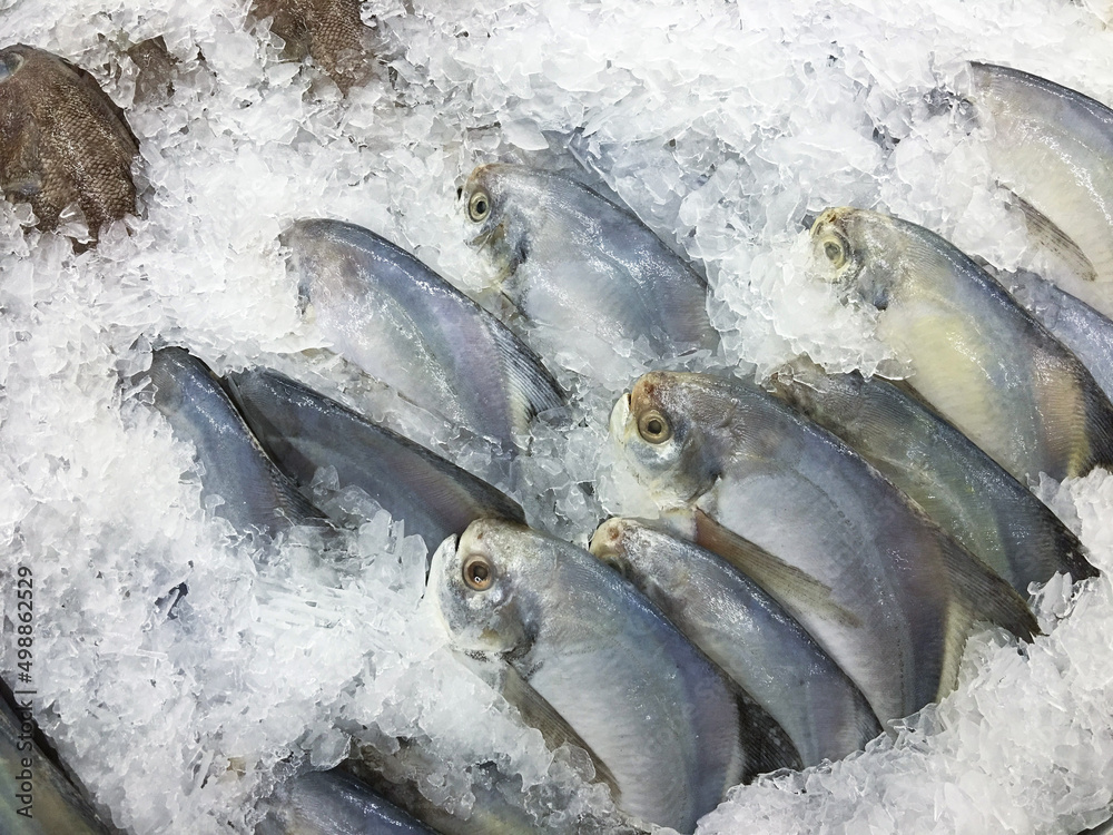 The raw fresh sea fishes (Pomfret) catch and frozen on ice sold in bazar market, Cooled background, The good cuisine material.