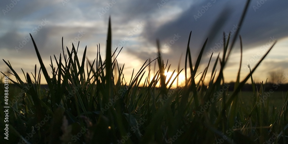 sunset in the grass