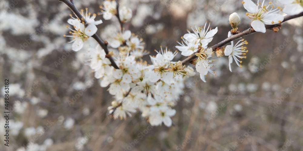 branches in spring branches in spring