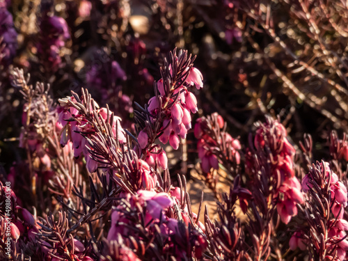 Close-up shot of spreading, low-growing, evergreen Winter heath (erica herbacea) 'Rosea' with racemes or panicles of small, bell-shaped or tubular pink flowers photo