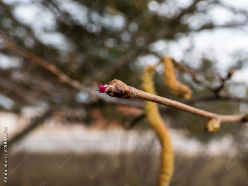 Macro shot of small, pink and magenta female buds and flowers at the tips of branches of the hazelnut tree. The flowers bloom before the leaves emerge. Hazelnuts in bloom Macro shot of small, pink and magenta female buds and flowers at the tips of branches of the hazelnut tree. The flowers bloom before the leaves emerge. Hazelnuts in bloom
