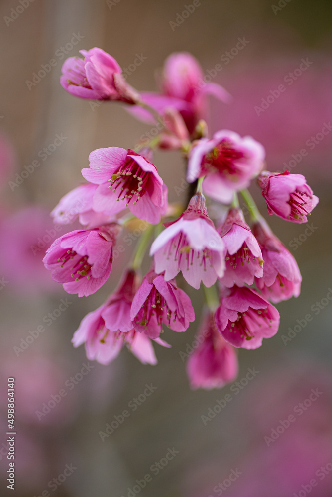 寒緋桜の近影 寒緋桜の近影