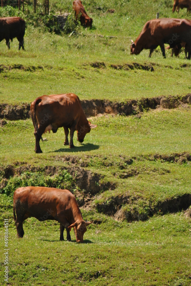 cows in the field