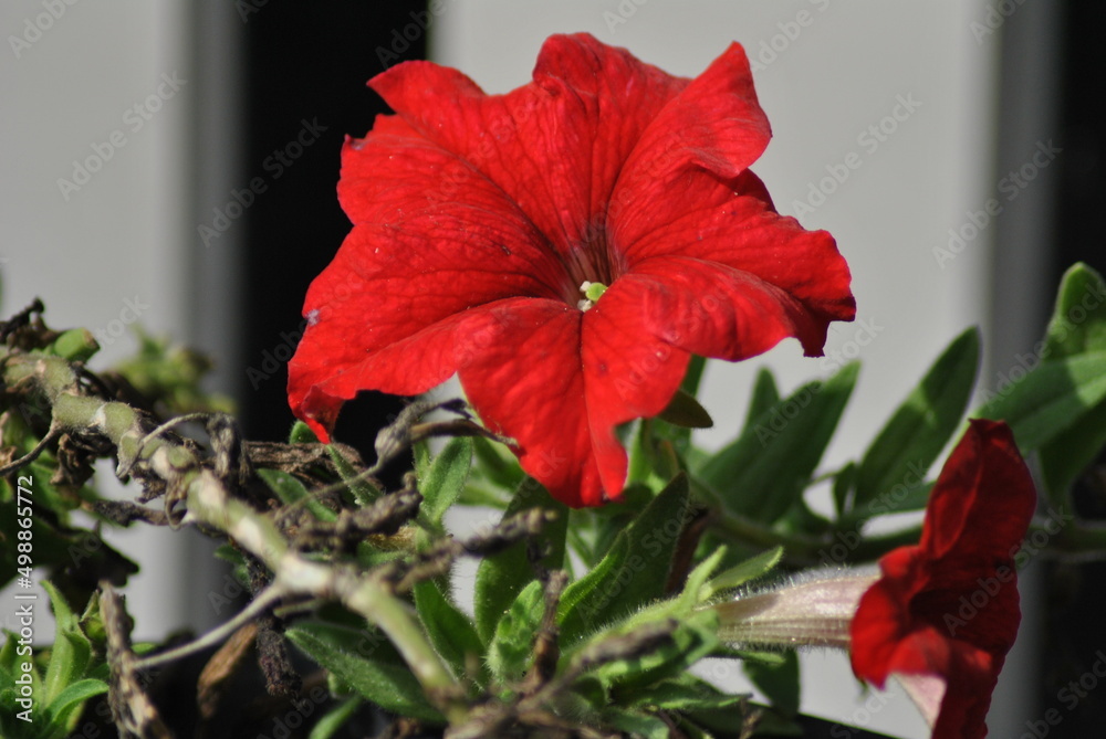 red poinsettia christmas tree