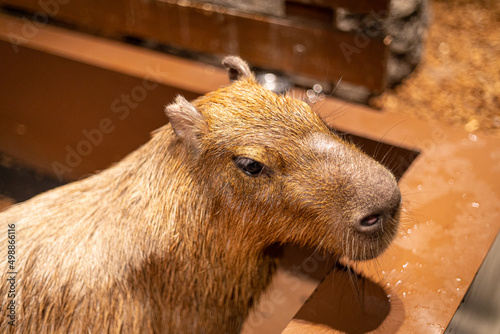 Wallpaper Mural カピバラの近影 Torontodigital.ca