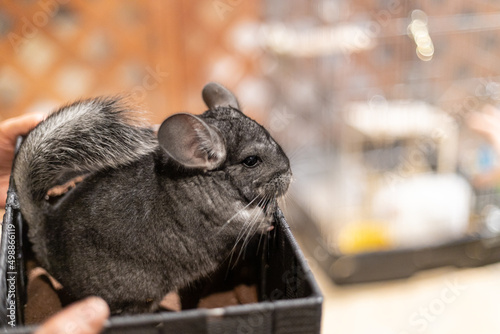 チンチラの近影