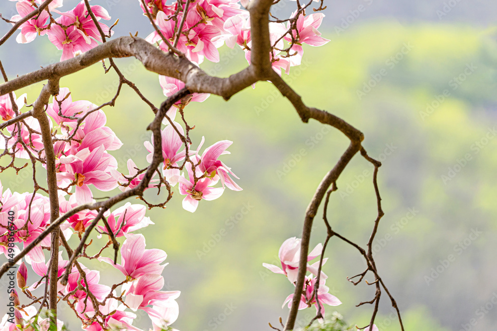 Obraz premium 목련