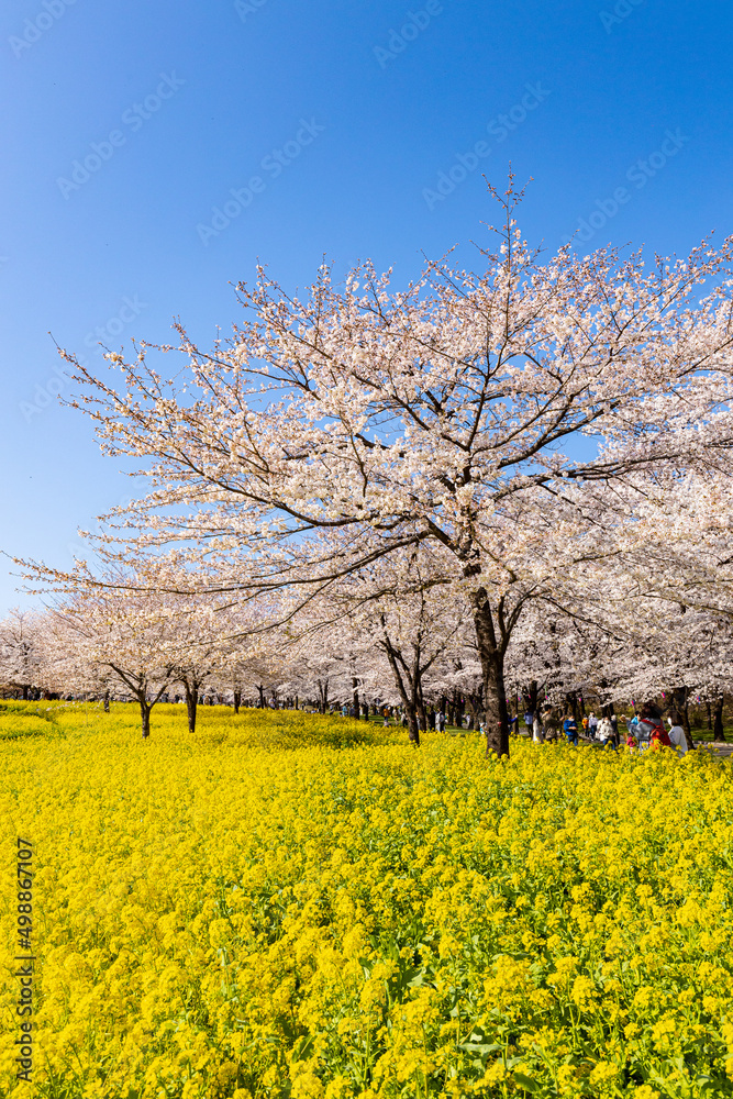 桜並木と菜の花畑