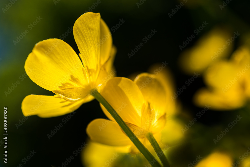 Buttercup flowers provide a vibrant yellow display during the spring
