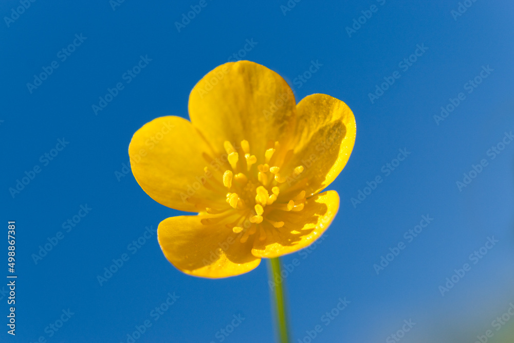 Buttercup flowers provide a vibrant yellow display during the spring