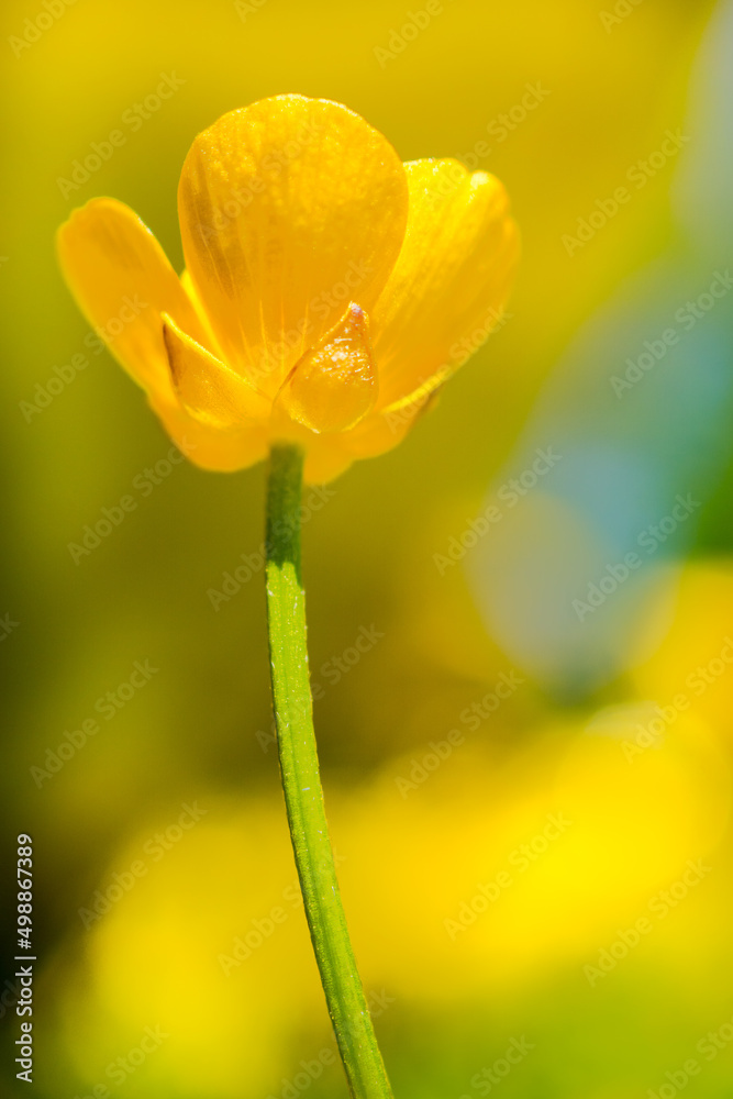 Buttercup flowers provide a vibrant yellow display during the spring and summer months. This species is the Creeping buttercup (Ranunculus repens). Buttercup flowers provide a vibrant yellow display during the spring and summer months. This species is the Creeping buttercup (Ranunculus repens).