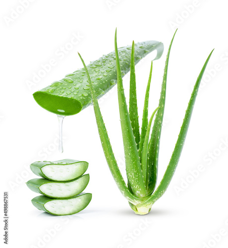 Aloe vera leaf with water drops and aloe gel dripping isolated on white background.