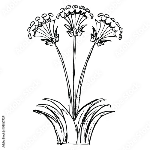 Blooming flower. Papyrus plant. Lily blossom. Ancient Minoan floral ethnic design. Hand drawn linear doodle rough sketch. Black silhouette on white background.