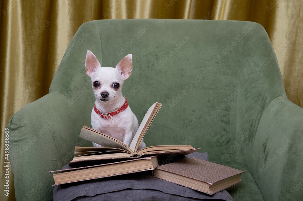 A small decorative dog of the Chihuahua breed sits in a comfortable green chair and carefully reads a book lying in front of it. A white dog is reading in the living room.