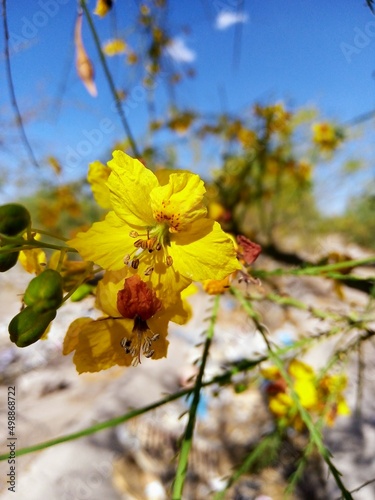 Flor De Parkinsonia Aculeata photo
