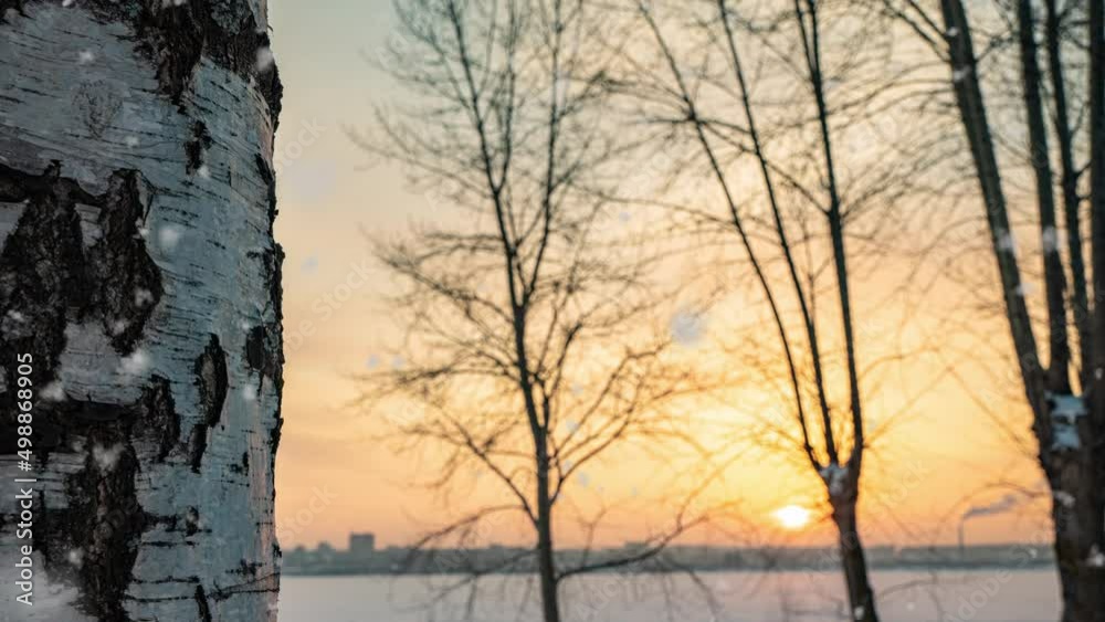 beautiful winter sunset, camera movement from bottom to top along a birch. Beautiful snowfall. 4k beautiful winter sunset, camera movement from bottom to top along a birch. Beautiful snowfall. 4k