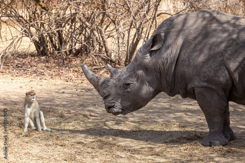 Vorsichtig passiert ein Husarenaffe den Weg eines Nashorns photo