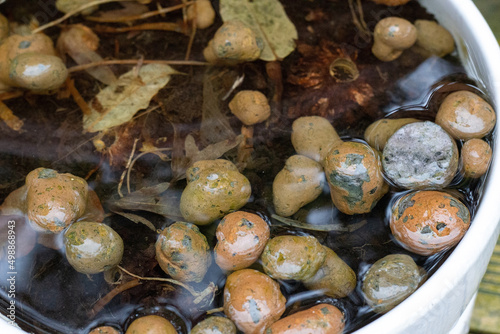 Floated expanded clay in a flower pot after rain. Improper drainage in a flower pot.