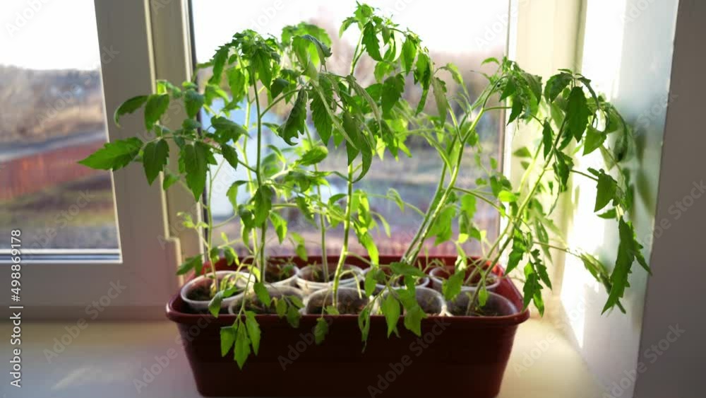 tomato seedlings are on the windowsill. large seedlings of tomato at home tomato seedlings are on the windowsill. large seedlings of tomato at home