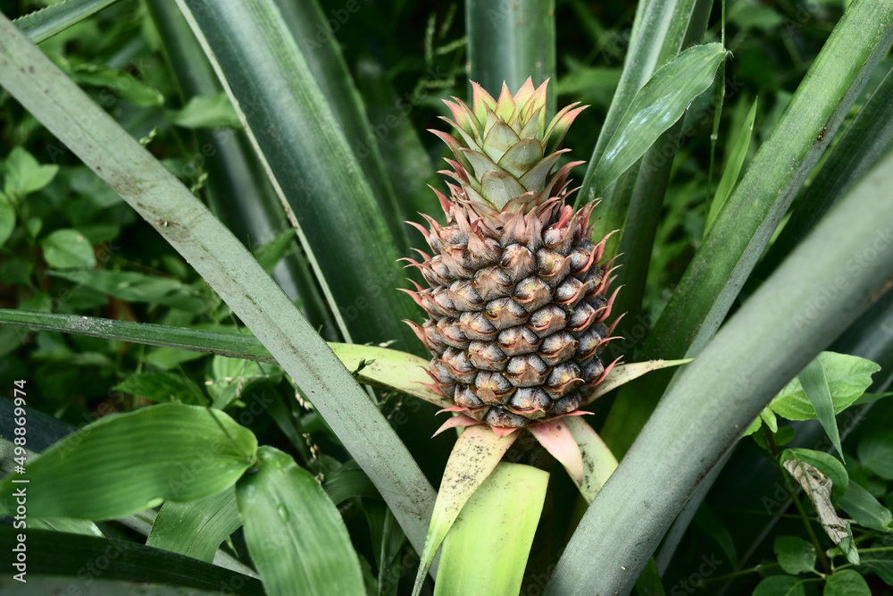 Young pineapple fruit on tree plant with natural green background, Tasty tropical fruit on the farmland