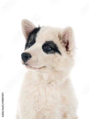 young Yakutian Laika