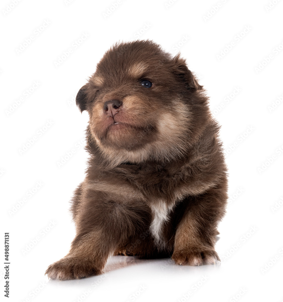 young Finnish Lapphund in studio young Finnish Lapphund in studio