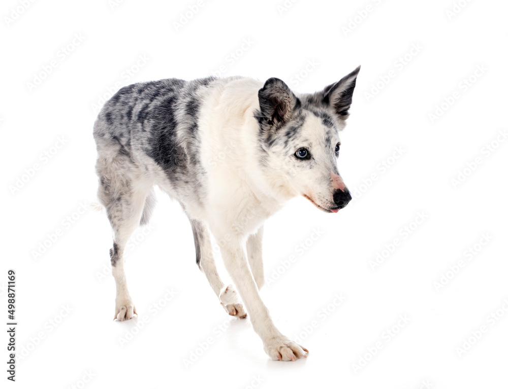 Naklejka premium border collie in studio