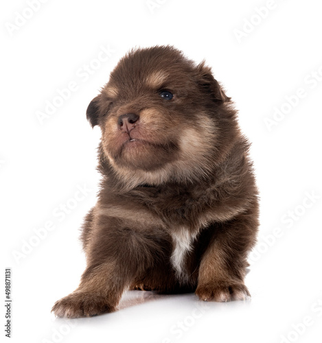 young Finnish Lapphund in studio
